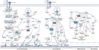 Biology of Pellino1: a potential therapeutic target for inflammation in diseases and cancers